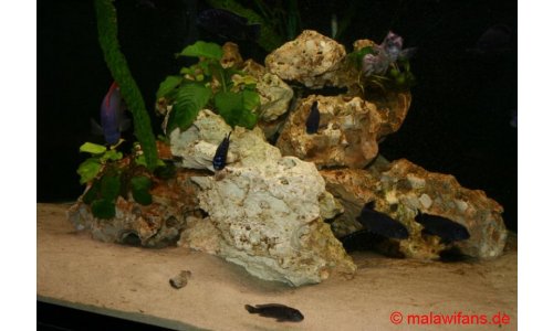 Malawi Deltabecken